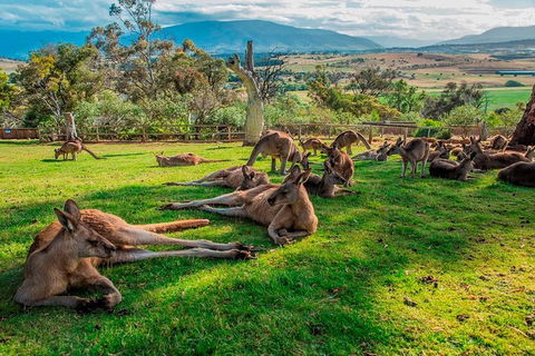Five Of Hobart's Best In One Day - Accommodation NT 1