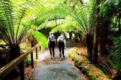 Mount Field National Park - Tarn Shelf & Russell Falls - Guided Hiking Tour - Accommodation NT 7