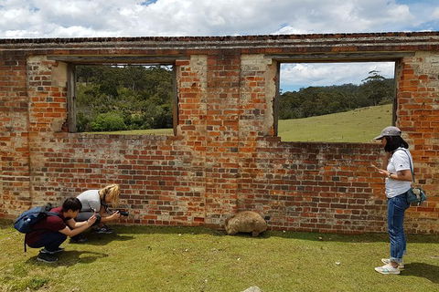 3-Day: Hobart Nature Walking Tour: Maria Island, Cape Raoul & Mount Field - Accommodation NT 8