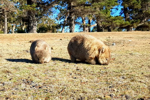 2-Day: Hiking Tour: Maria Island & Mount Field - Accommodation NT 3