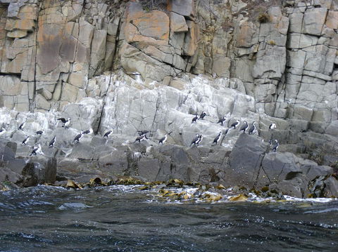 Full-Day Bruny Island Tour From Hobart - Accommodation NT 24