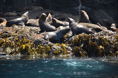 Full-Day Bruny Island Tour From Hobart - Accommodation NT 15