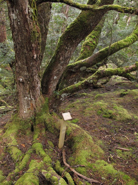 Cradle Mountain National Park Day Tour From Launceston - Accommodation NT 16