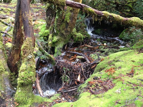 Cradle Mountain National Park Day Tour From Launceston - Accommodation NT 7