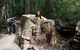 Huon Valley And Tahune Forest Airwalk Tour From Hobart - thumb 3