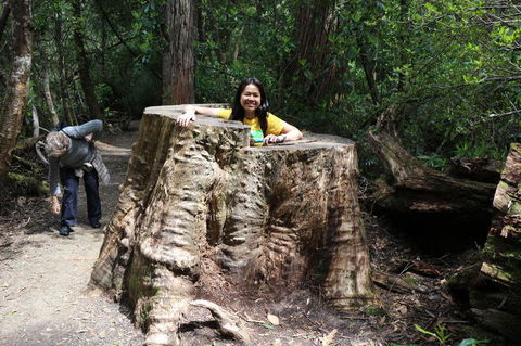 Huon Valley And Tahune Forest Airwalk Tour From Hobart - Accommodation NT 3
