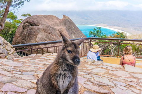Wineglass Bay & Freycinet NP Full Day Tour From Hobart Via Richmond Village - Accommodation NT 0