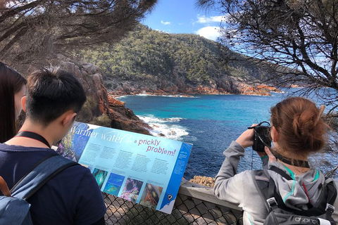 Wineglass Bay & Freycinet NP Full Day Tour From Hobart Via Richmond Village - Accommodation NT 3