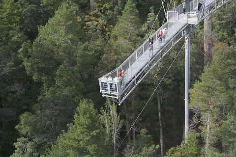 Cruise Ship Special From Hobart: Mt Wellington And Tahune AirWalk - Accommodation NT 0