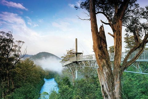 Cruise Ship Special From Hobart: Mt Wellington And Tahune AirWalk - Accommodation NT 2