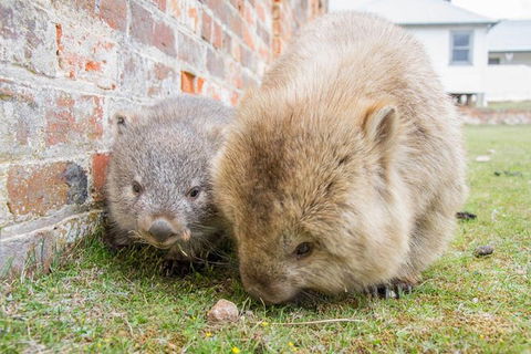 Maria Island National Park - Day Walk And Picnic Lunch - Accommodation NT 1