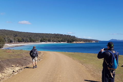 Maria Island National Park - Day Walk And Picnic Lunch - Accommodation NT 14
