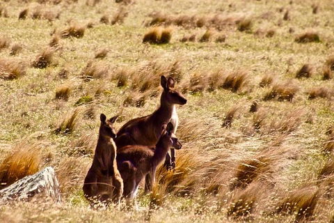 Maria Island National Park - Day Walk And Picnic Lunch - Accommodation NT 9