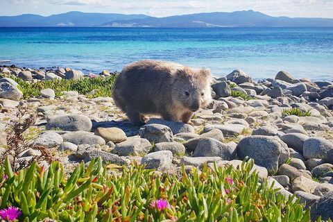 Maria Island National Park - Day Walk And Picnic Lunch - Accommodation NT 7