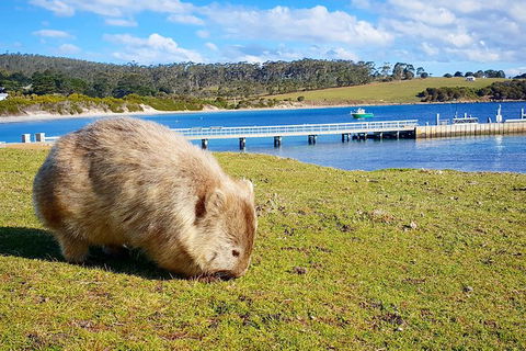 Maria Island National Park - Day Walk And Picnic Lunch - Accommodation NT 21