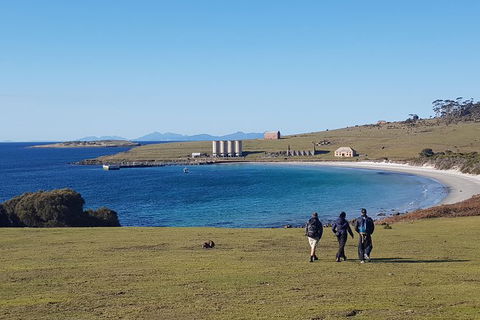 Maria Island National Park - Day Walk And Picnic Lunch - Accommodation NT 12