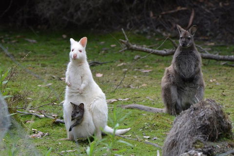 Full-Day Guided Bruny Island Tour From Hobart - Accommodation NT 5