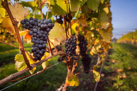 Tastes And Wines - Accommodation NT 0