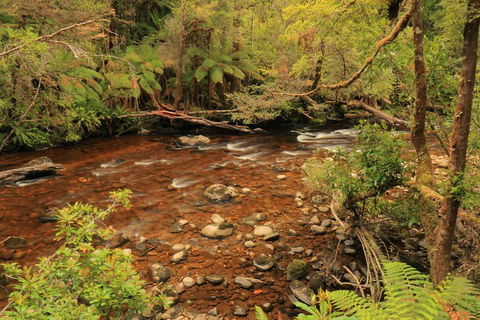Lake St. Clair And Western Wilderness Active Day Trip From Hobart - Accommodation NT 15