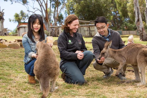 Bonorong Wildlife Park And Richmond Afternoon Tour From Hobart - Accommodation NT 0