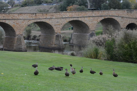 Bonorong Wildlife Park And Richmond Afternoon Tour From Hobart - Accommodation NT 3