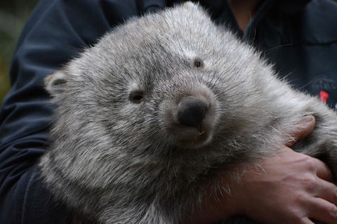 Bonorong Wildlife Park And Richmond Afternoon Tour From Hobart - Accommodation NT 2