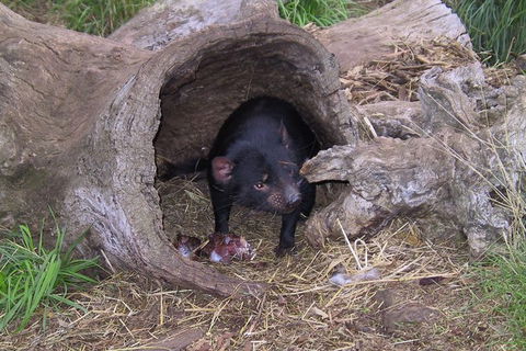 Bonorong Wildlife Park And Richmond Afternoon Tour From Hobart - Accommodation NT 4