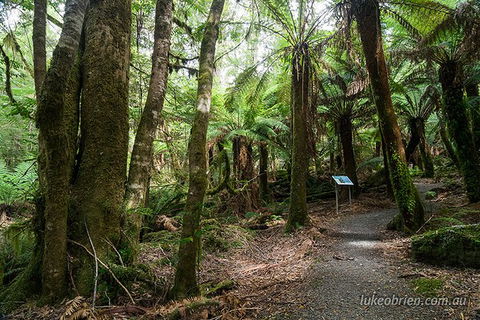 Mt Field And Styx Valley Photography Tour - Accommodation NT 6