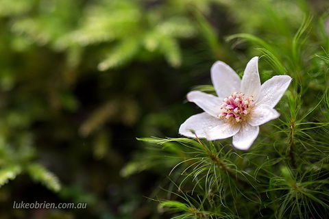 Mt Field And Styx Valley Photography Tour - Accommodation NT 5
