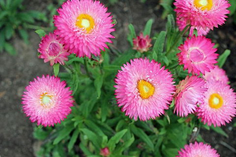 Small-group Tour From Hobart: Native Flora And Fauna, Incl. Royal Bot. Gardens - Accommodation NT 3