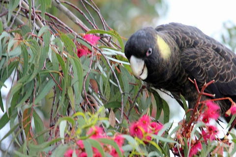 Small-group Tour From Hobart: Native Flora And Fauna, Incl. Royal Bot. Gardens - Accommodation NT 8