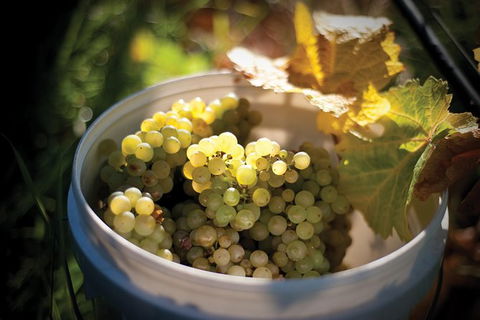 Private Richmond Food And Wine Day Trip From Hobart - Accommodation NT 1