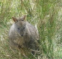 Leven Canyon Day Trip Including Wings Wildlife Park or Gunns Plains Caves from Devonport Ulverstone or Burnie - Accommodation NT
