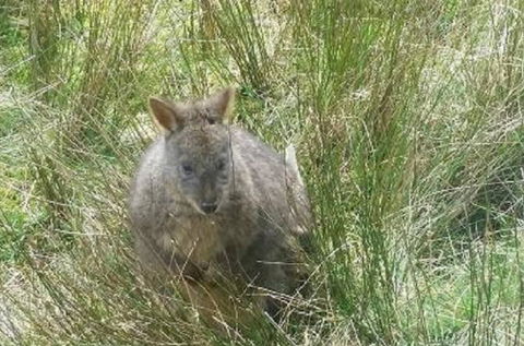 Leven Canyon Day Trip Including Wings Wildlife Park Or Gunns Plains Caves From Devonport, Ulverstone Or Burnie - Accommodation NT 0
