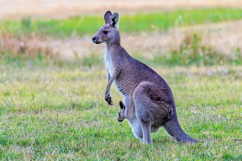 Bonorong Wildlife Park, Richmond Village, Hobart Highlights - Accommodation NT 0