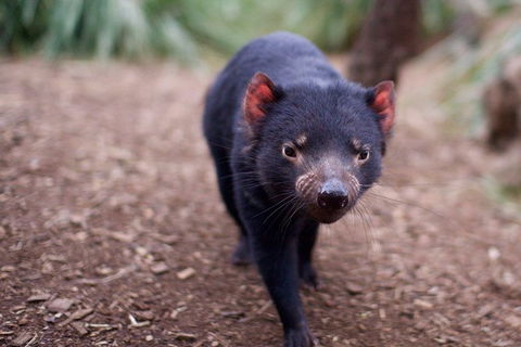 Bonorong Wildlife Park, Richmond Village, Hobart Highlights - Accommodation NT 5