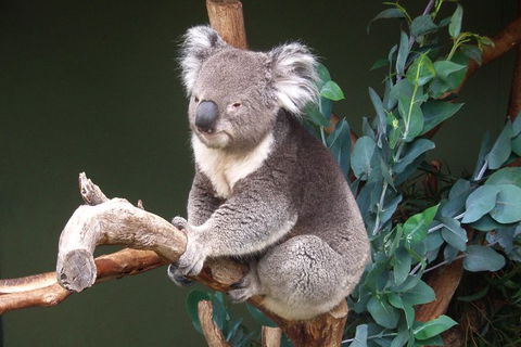 Bonorong Wildlife Park, Richmond Village, Hobart Highlights - Accommodation NT 4