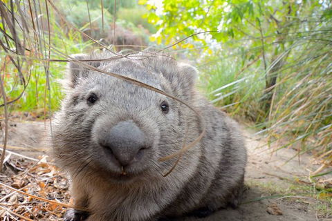 Maria Island Cruise + Walk. Renowned Day Tour With Drinks And Guided Walk - Accommodation NT 6