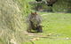 Maria Island Cruise + Walk. Renowned Day Tour With Drinks And Guided Walk - thumb 10