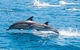 Maria Island Cruise + Walk. Renowned Day Tour With Drinks And Guided Walk - thumb 14