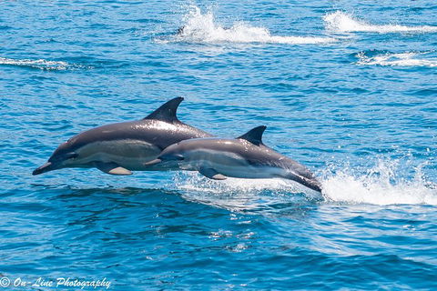 Maria Island Cruise + Walk. Renowned Day Tour With Drinks And Guided Walk - Accommodation NT 14