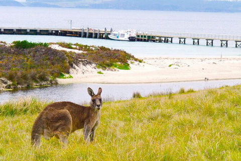 Maria Island Cruise + Walk. Renowned Day Tour With Drinks And Guided Walk - Accommodation NT 12