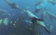 Maria Island Cruise + Walk. Renowned Day Tour With Drinks And Guided Walk - thumb 8
