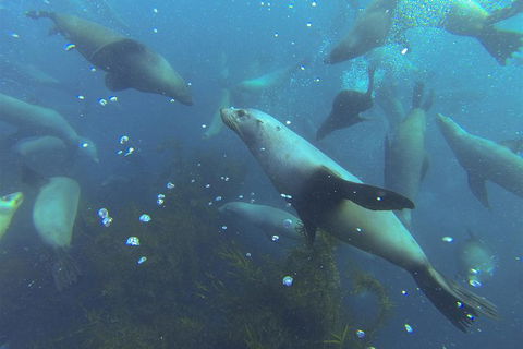 Maria Island Cruise + Walk. Renowned Day Tour With Drinks And Guided Walk - Accommodation NT 8