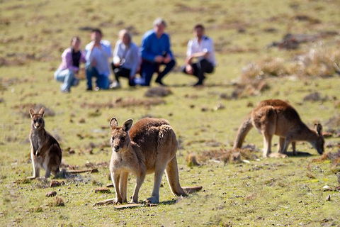 Wineglass Bay And Maria Island Wildlife Scenic Flight From Hobart - Accommodation NT 1