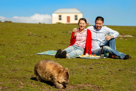 Wineglass Bay And Maria Island Wildlife Scenic Flight From Hobart - Accommodation NT 0