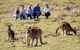 Wineglass Bay And Maria Island Wildlife Scenic Flight From Hobart - thumb 15