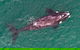 Wineglass Bay And Maria Island Wildlife Scenic Flight From Hobart - thumb 12