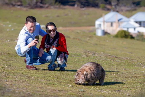 Wineglass Bay And Maria Island Wildlife Scenic Flight From Hobart - Accommodation NT 4