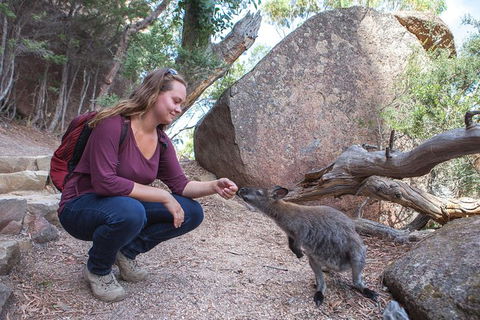 Active Day Tour One-Way From Hobart To Launceston With Wineglass Bay - Accommodation NT 9